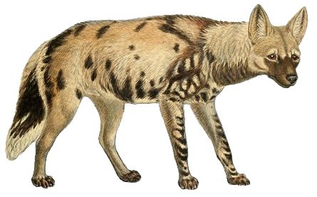 Hyena PNG    图片编号:31431