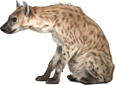 Hyena PNG    图片编号:31433