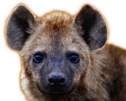 Hyena PNG    图片编号:31434