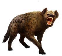 Hyena PNG    图片编号:31439