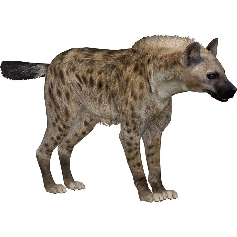Hyena PNG    图片编号:31440