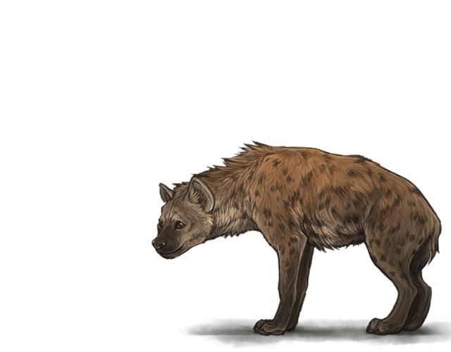Hyena PNG    图片编号:31451