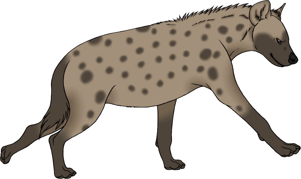 Hyena PNG    图片编号:31417