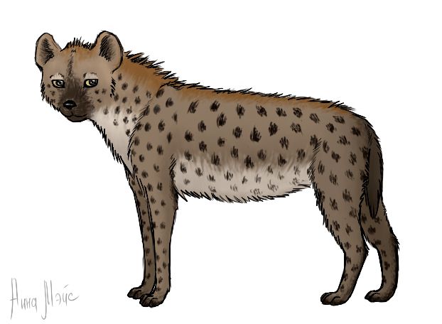 Hyena PNG    图片编号:31462