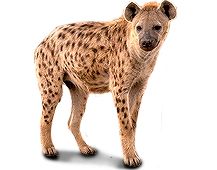 Hyena PNG    图片编号:31464