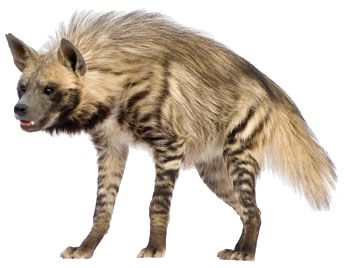 Hyena PNG    图片编号:31471