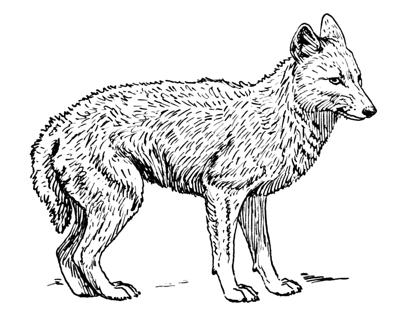 Jackal, coyote PNG    图片编号:60149