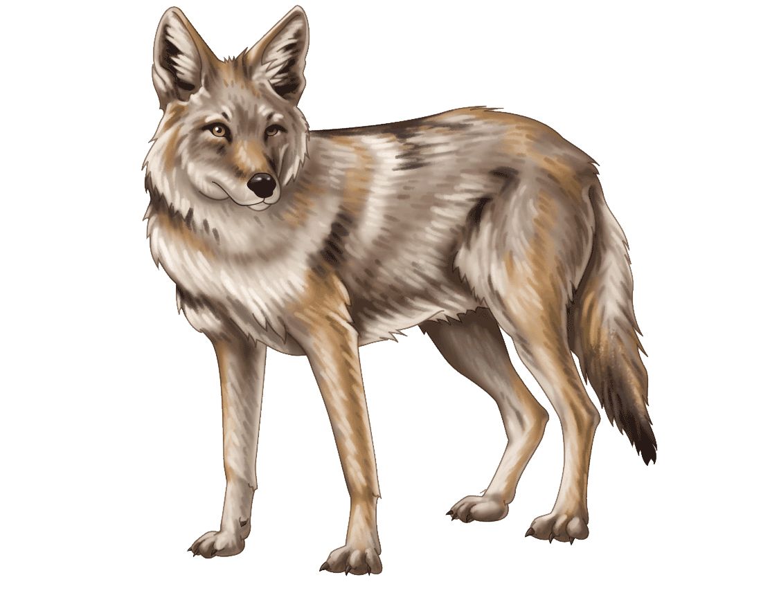 Jackal, coyote PNG    图片编号:60158