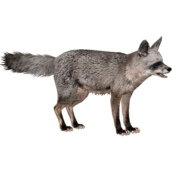 Jackal, coyote PNG    图片编号:60164