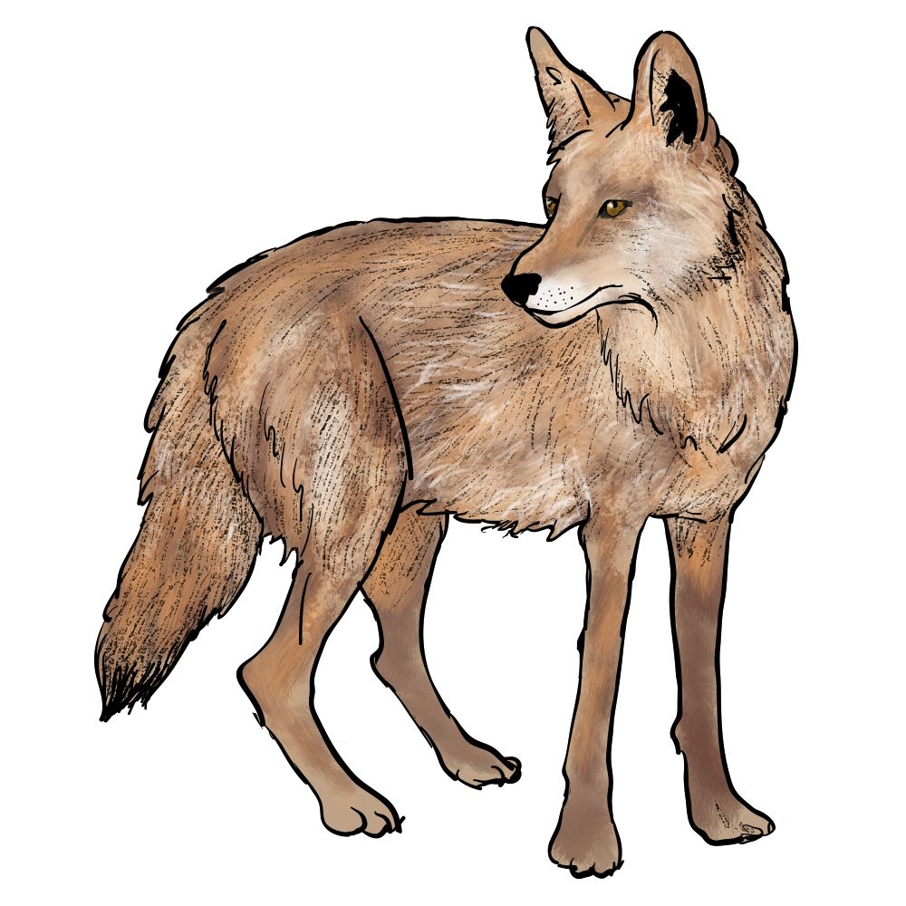 Jackal, coyote PNG    图片编号:60165