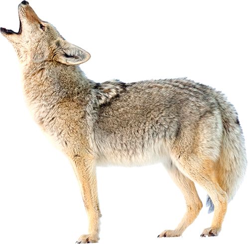 Jackal, coyote PNG    图片编号:60167