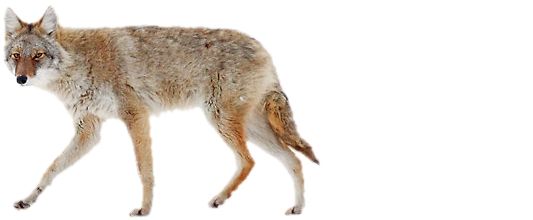 Jackal, coyote PNG    图片编号:60171