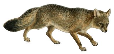 Jackal, coyote PNG    图片编号:60176