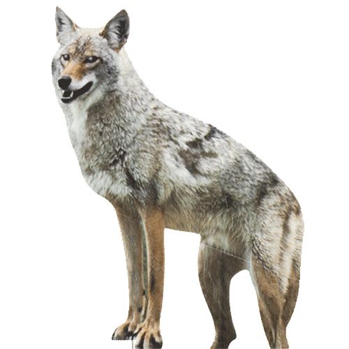 Jackal, coyote PNG    图片编号:60177