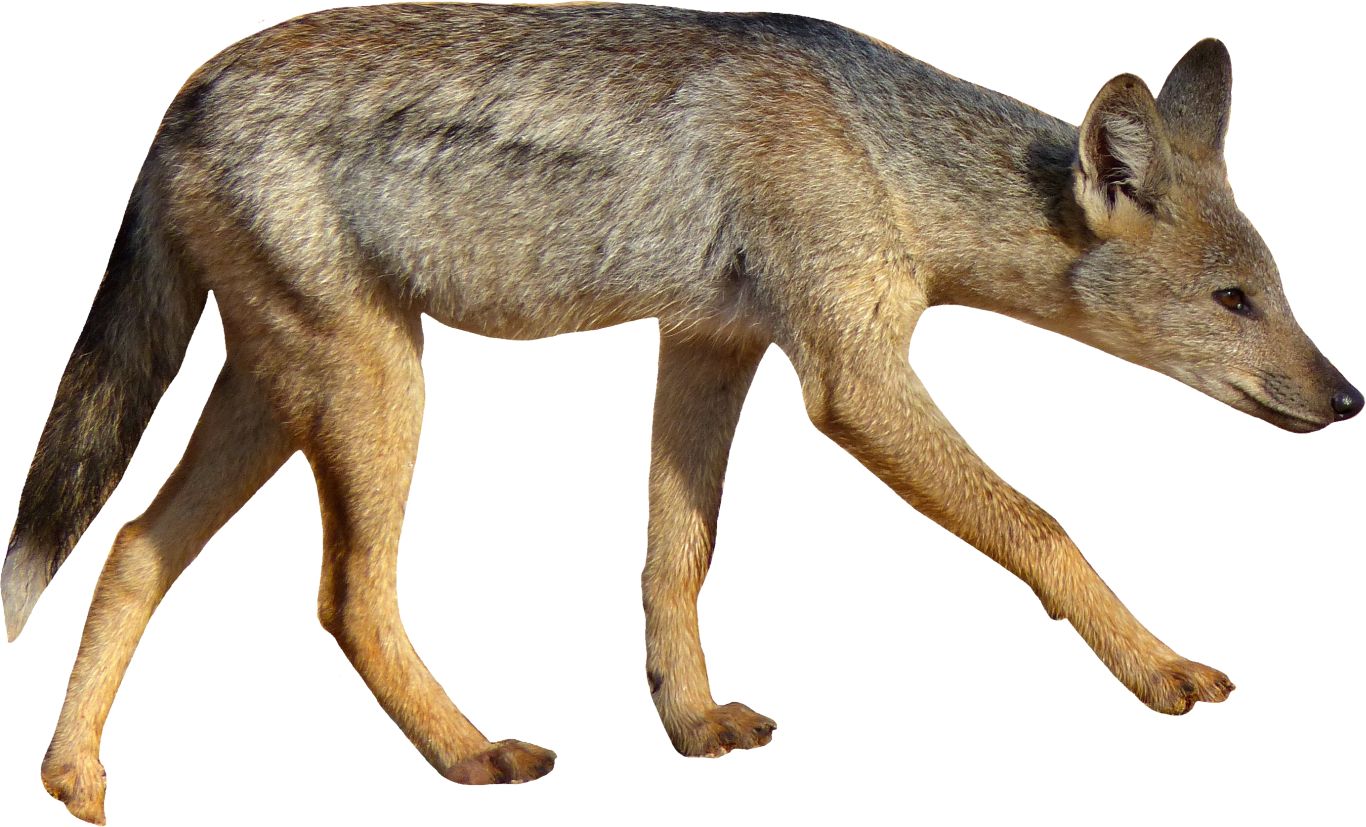 Jackal, coyote PNG    图片编号:60151