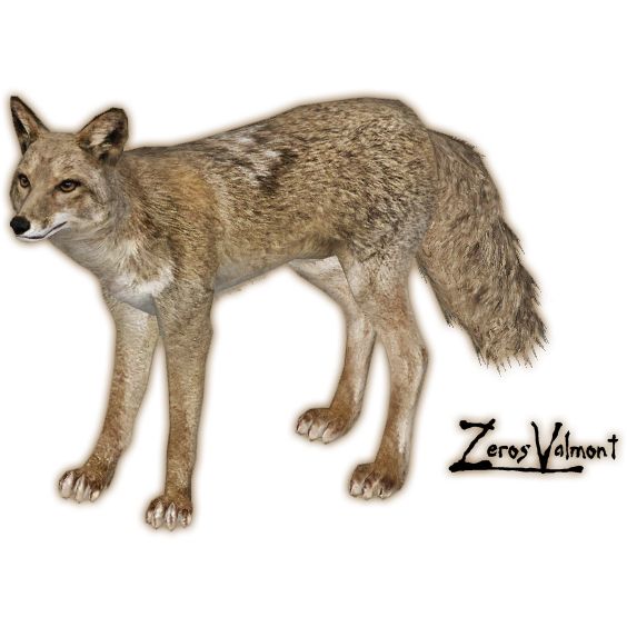 Jackal, coyote PNG    图片编号:60183