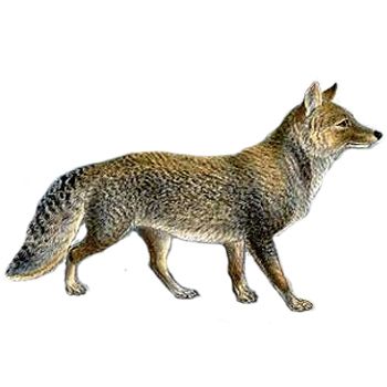 Jackal, coyote PNG    图片编号:60185