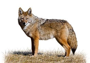 Jackal, coyote PNG    图片编号:60187