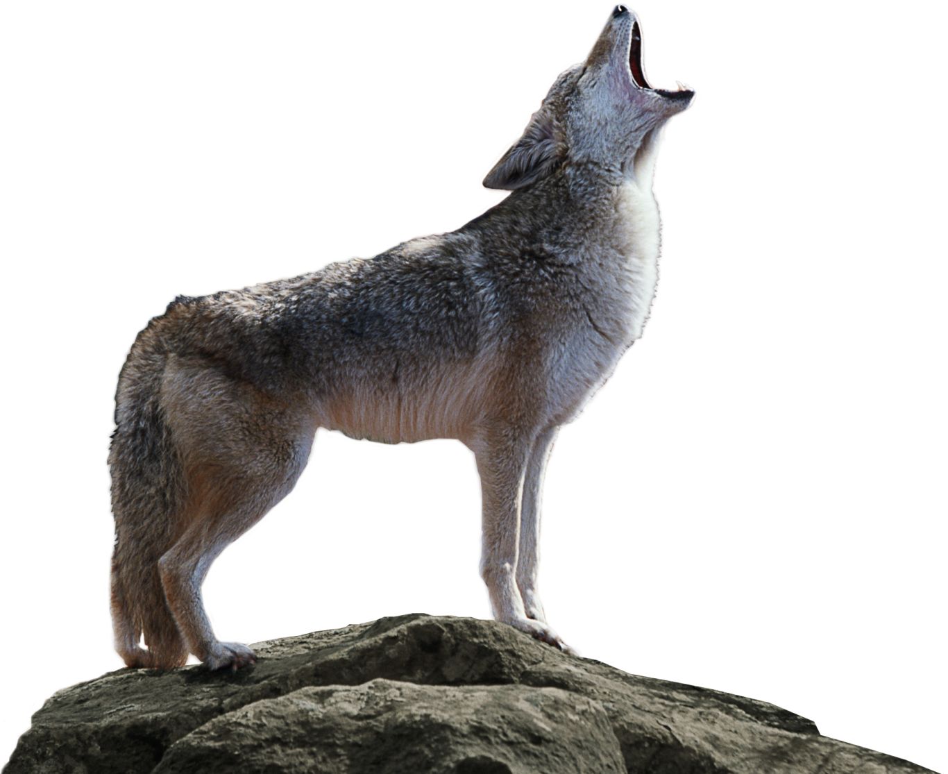 Jackal, coyote PNG    图片编号:60188