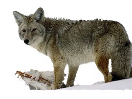 Jackal, coyote PNG    图片编号:60189