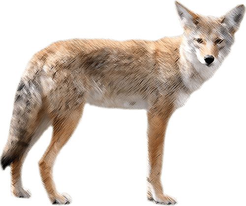 Jackal, coyote PNG    图片编号:60191