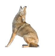 Jackal, coyote PNG    图片编号:60192