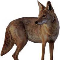 Jackal, coyote PNG    图片编号:60194