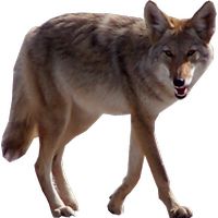 Jackal, coyote PNG    图片编号:60195