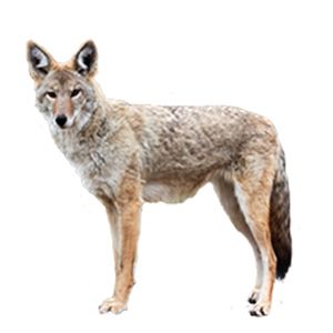 Jackal, coyote PNG    图片编号:60196