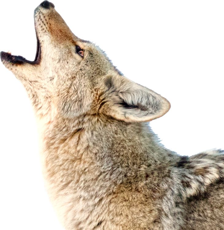 Jackal, coyote PNG    图片编号:60197