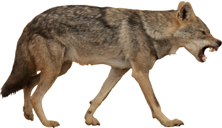 Jackal, coyote PNG    图片编号:60153