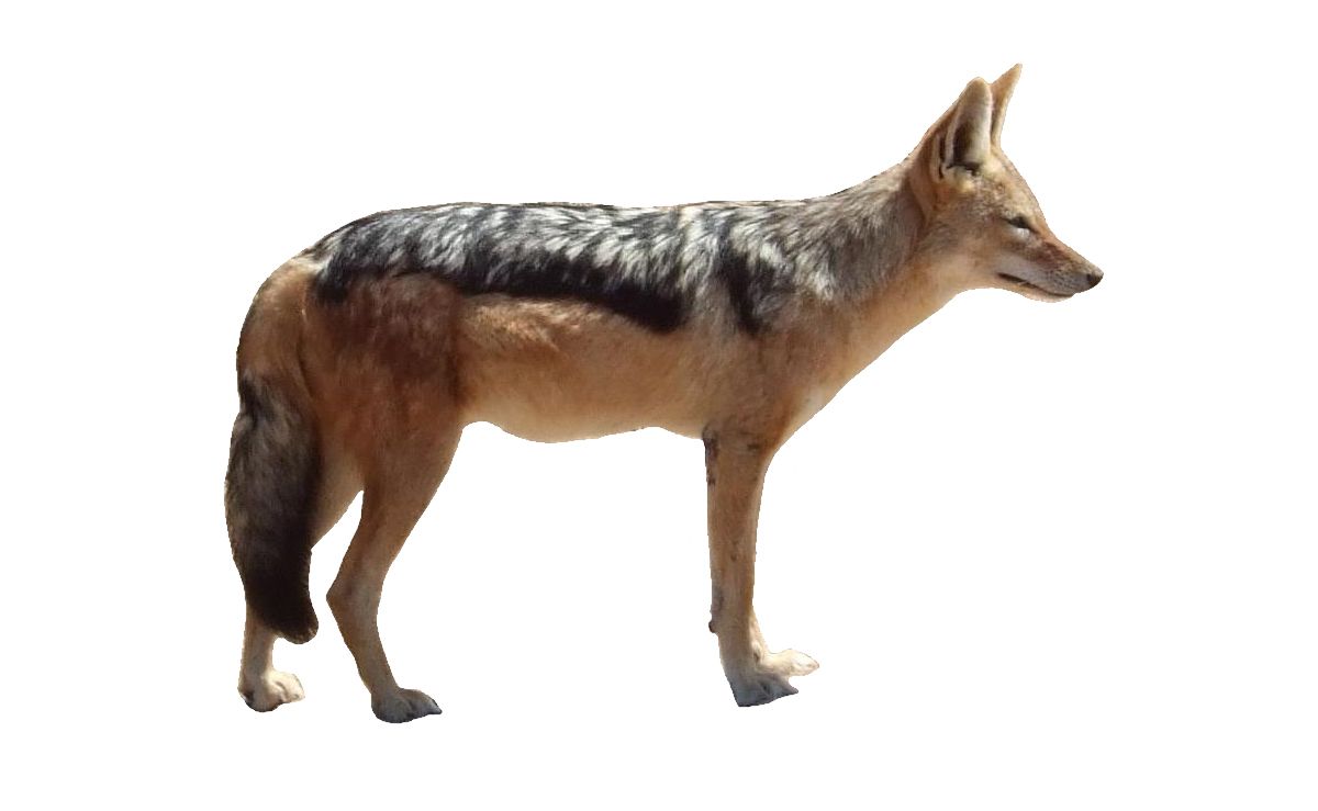 Jackal, coyote PNG    图片编号:60155