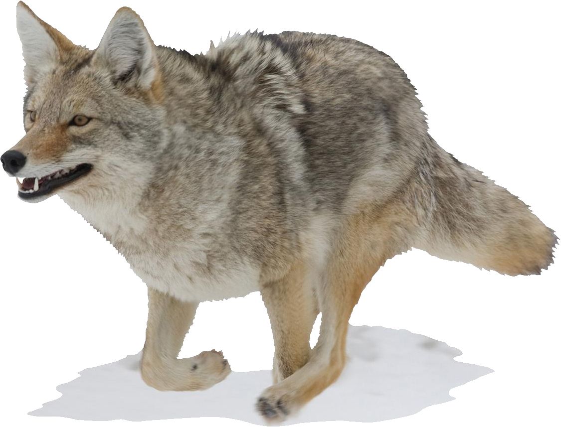 Jackal, coyote PNG    图片编号:60157