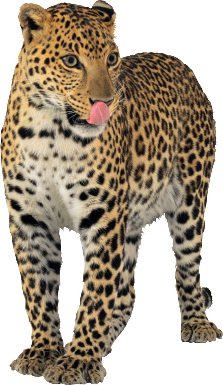 Jaguar PNG    图片编号:20732