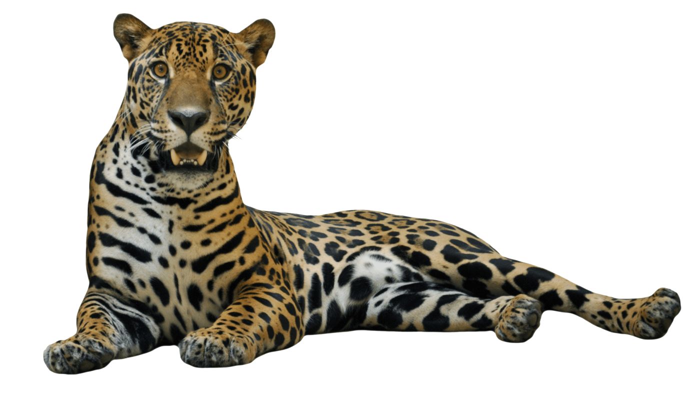 Jaguar PNG    图片编号:20733
