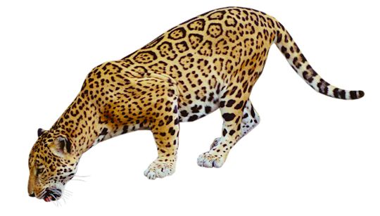 Jaguar PNG    图片编号:20735