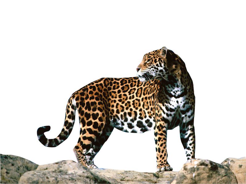 Jaguar PNG    图片编号:20736