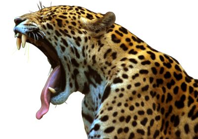 Jaguar PNG    图片编号:20737