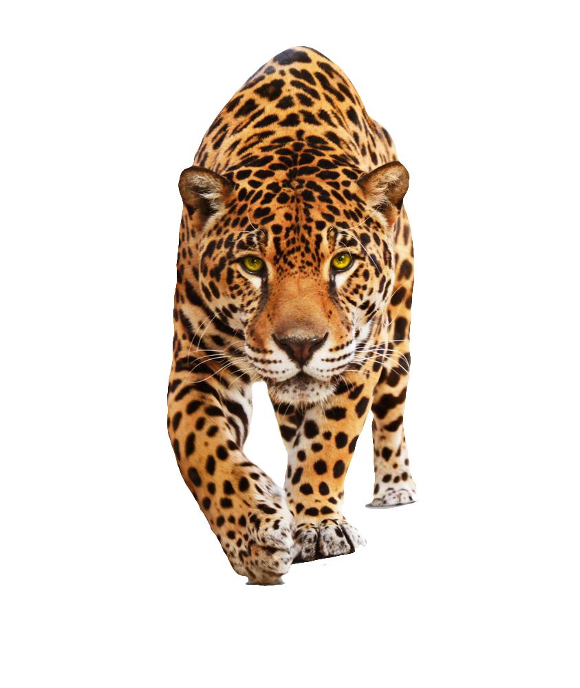 Jaguar PNG    图片编号:20738