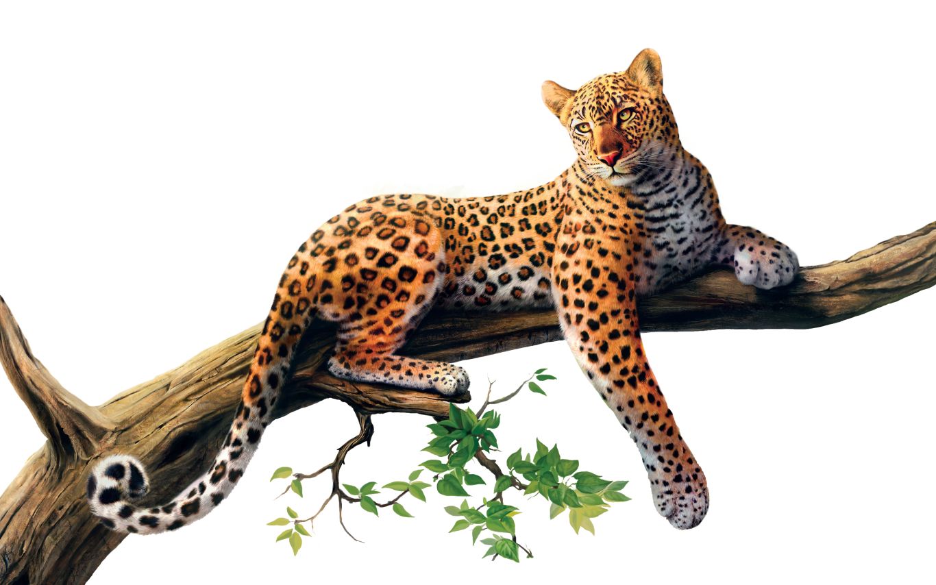 Jaguar PNG    图片编号:20740