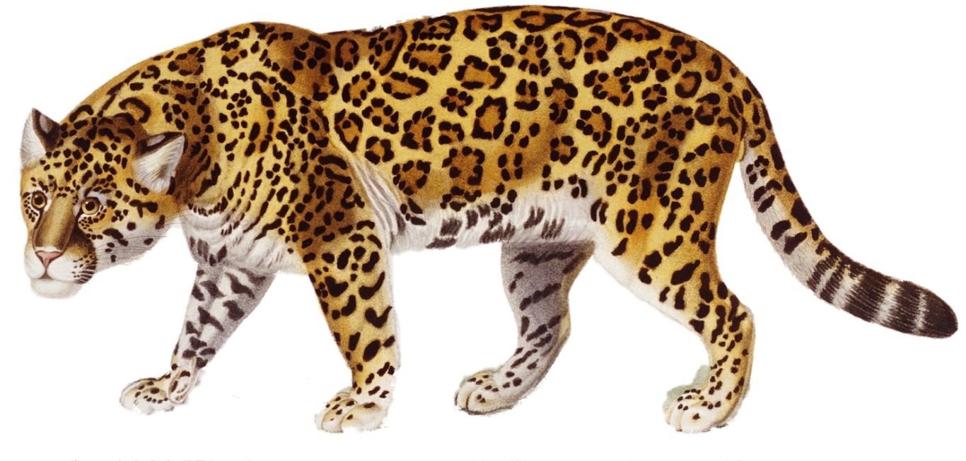 Jaguar PNG    图片编号:20741