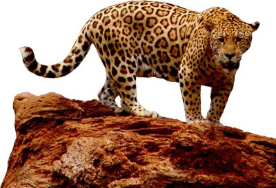 Jaguar PNG    图片编号:20742