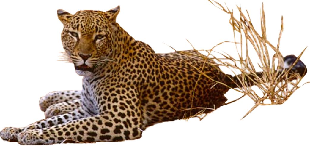 Jaguar PNG    图片编号:20744