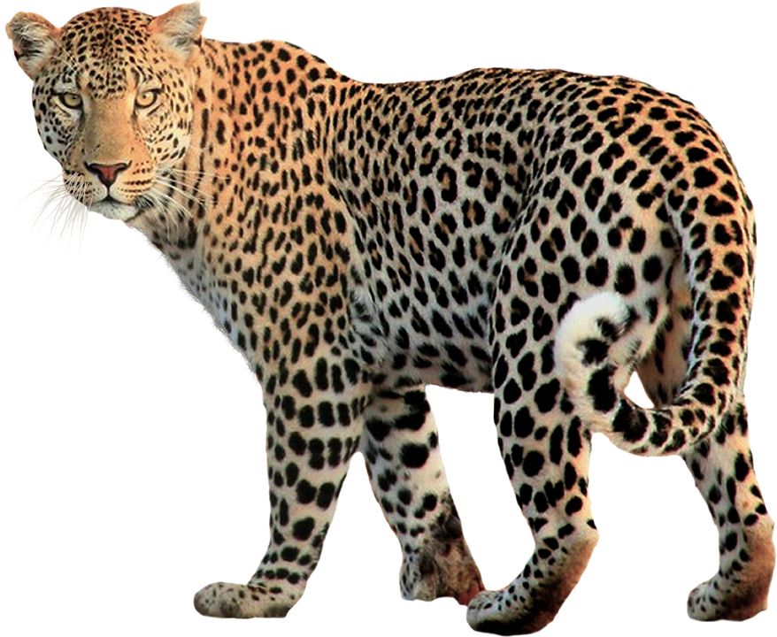 Jaguar PNG    图片编号:20745