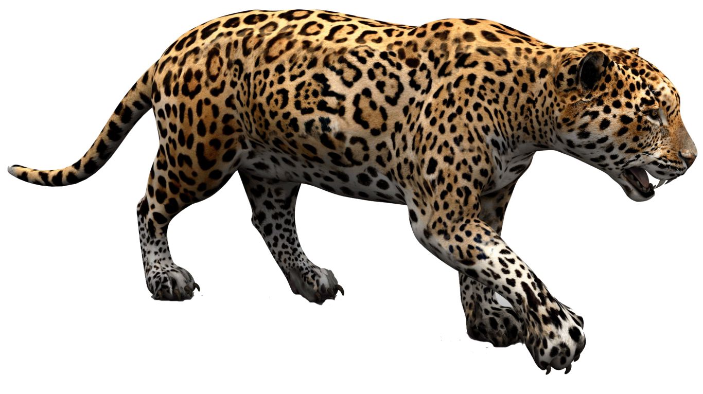 Jaguar PNG    图片编号:20746