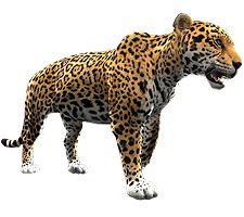 Jaguar PNG    图片编号:20748