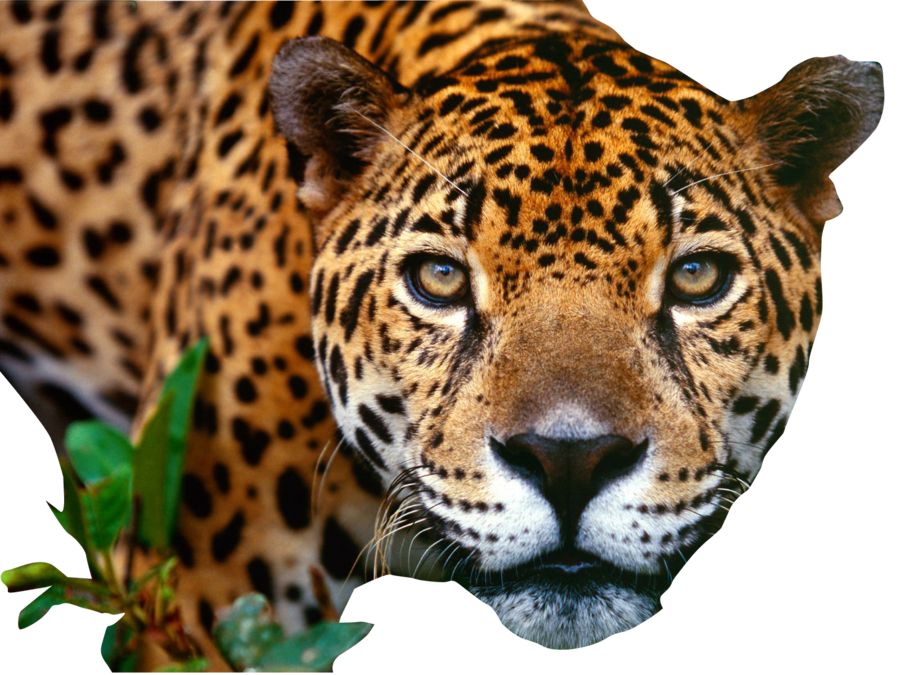 Jaguar PNG    图片编号:20750