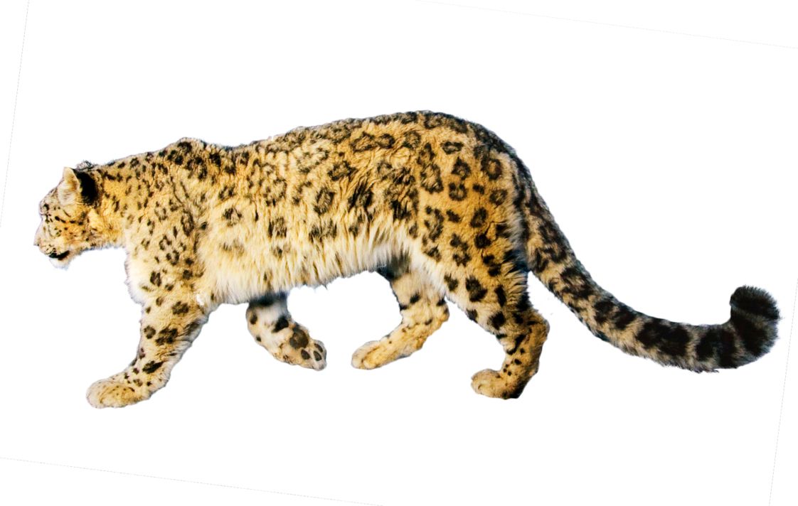 Jaguar PNG    图片编号:20751