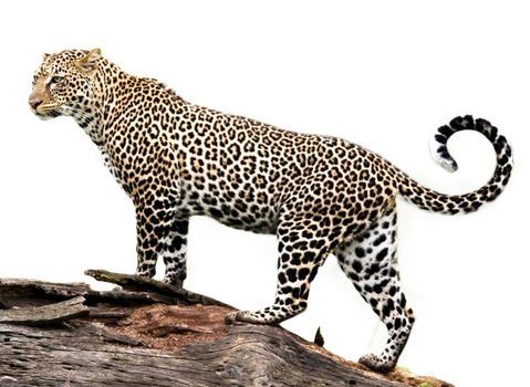 Jaguar PNG    图片编号:20752