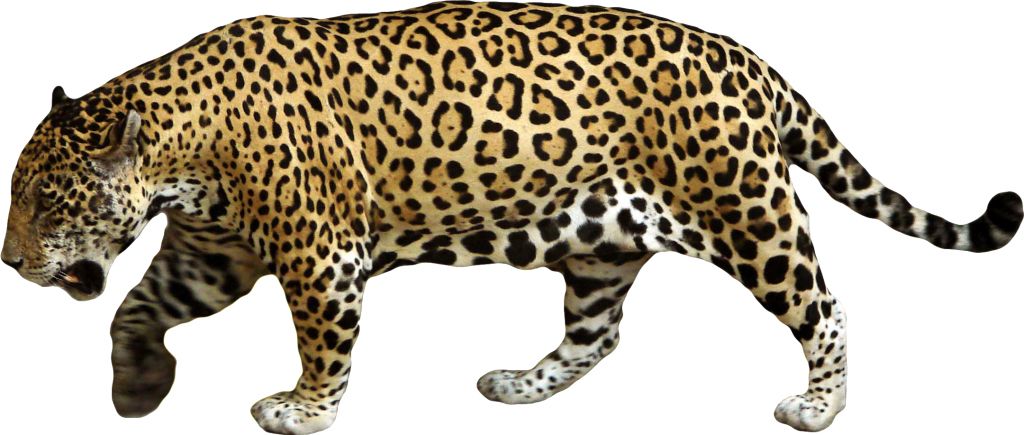 Jaguar PNG    图片编号:20753